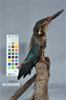 藏品(翠鳥)的圖片